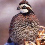 Picture of Bob White Quail