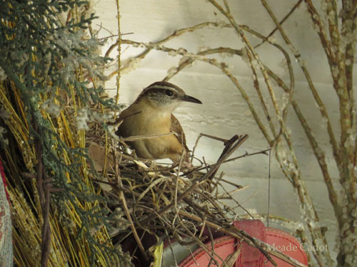 Picture of Carolina Wren