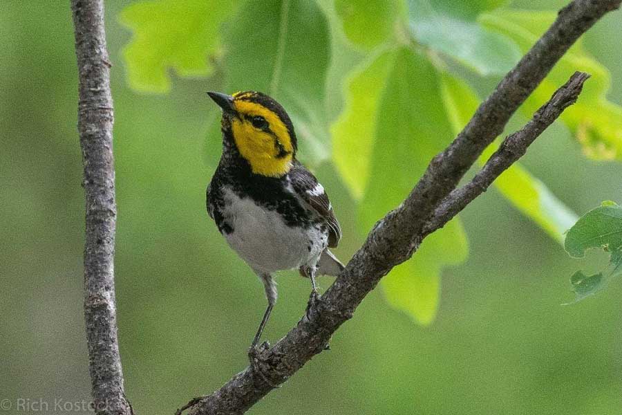 Golden Cheeked Warbler