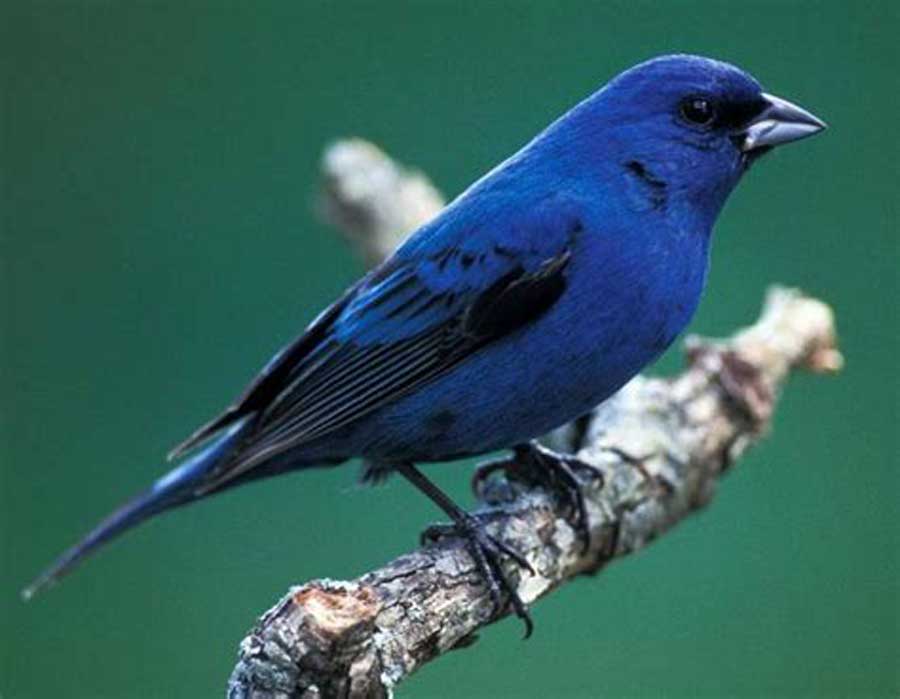 Indigo Bunting