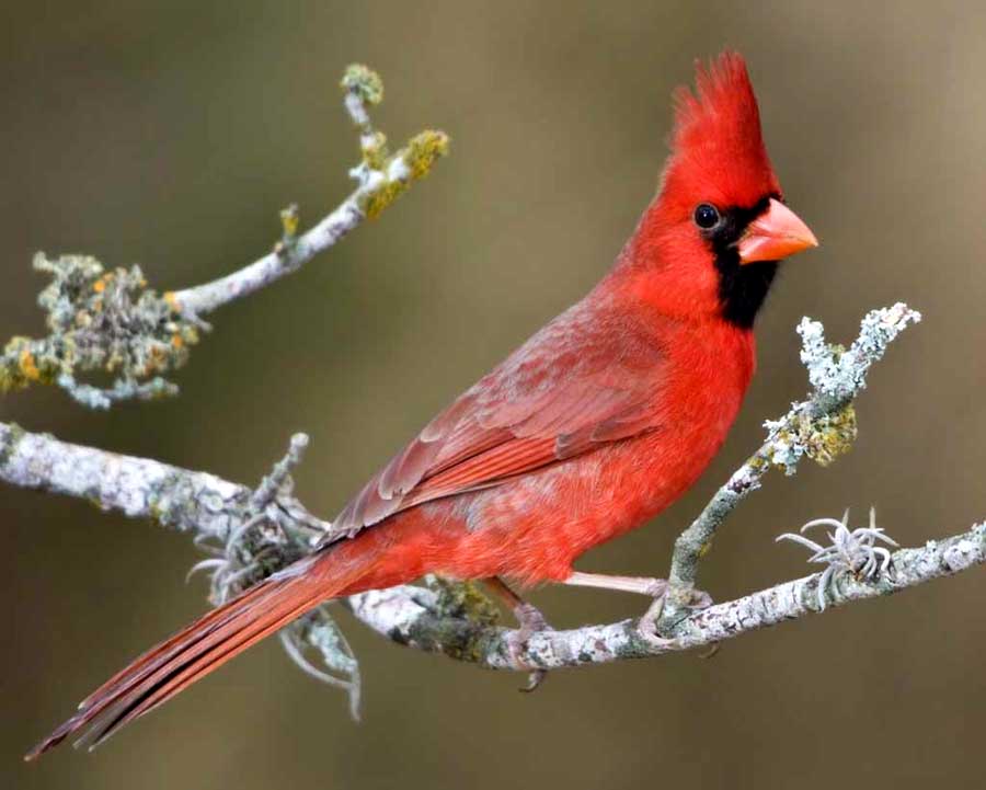 Picture of Northern Cardinal