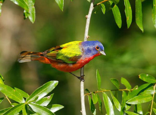 Painted Bunting