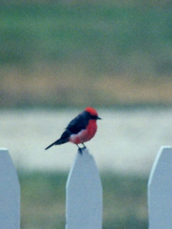 Picture of Vermillion Flycatcher