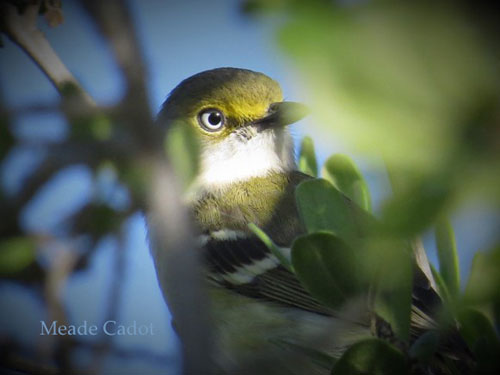 Picture of White Eyed Vireo