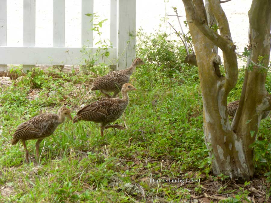 Wild Turkey Chicks